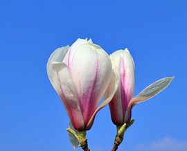 Splendid blossom of a fruit tree in springtime by MPfoto71