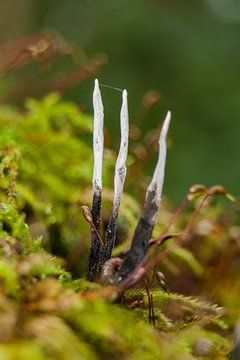 Stag`s horn fungus in forest van Erik Spijkerman