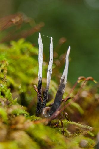 Stag`s horn fungus in forest
