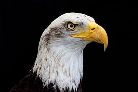 american bald eagle portret sur gea strucks