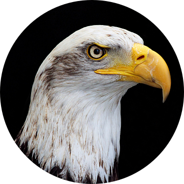 american bald eagle portret van gea strucks