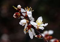Almond Blossom