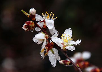 Almond Blossom by Jan Katuin