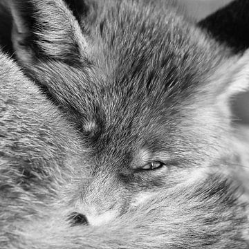 Portrait d'un renard en noir et blanc sur Menno Schaefer