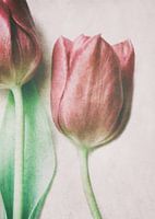 De lente liefhebbers