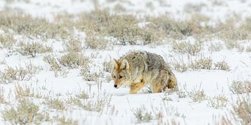 Coyote in de sneeuw