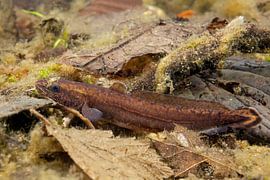 bibblebee hiding between the leaves by Arthur de Bruin