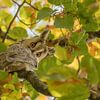 Hibou moyen-duc (Asio otus) surpris parmi les feuilles d'automne sur Moetwil en van Dijk - Fotografie