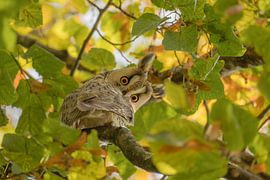 Surprised long-eared owl (Asio otus) among autumn leaves