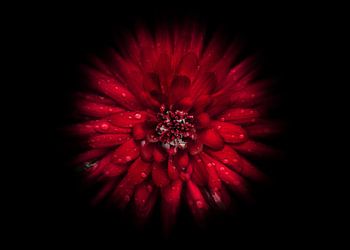 Backyard Flowers No 45 Color Flow Version