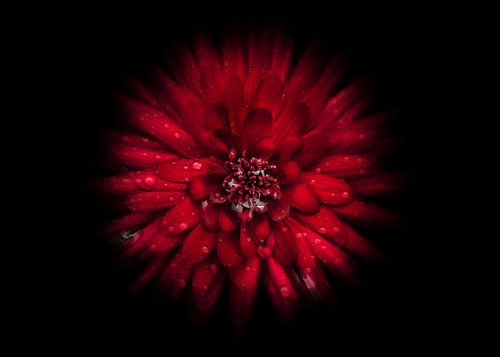 Backyard Flowers No 45 Color Flow Version