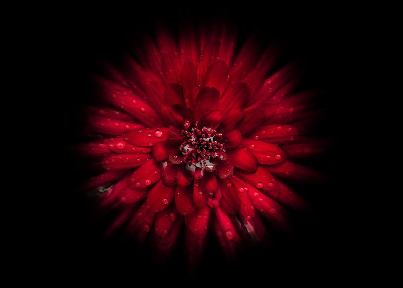 Fleurs de jardin No 45 Color Flow Version par The Learning Curve Photography