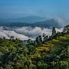 Brouillard bas et magnifiques rizières en terrasses au Népal sur Chi