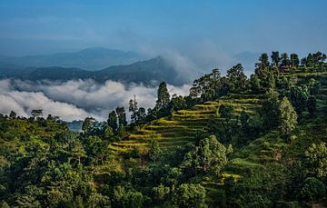 Brouillard bas et magnifiques rizières en terrasses au Népal