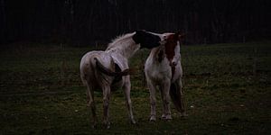 Spelende paarden