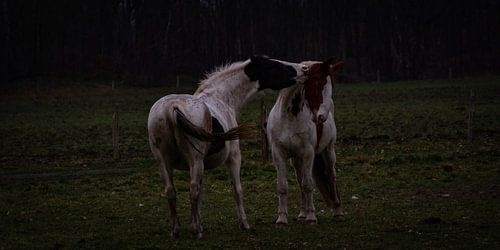 Spelende paarden van North Scape