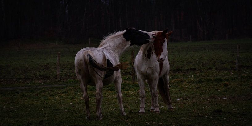 Jouer aux chevaux par North Scape