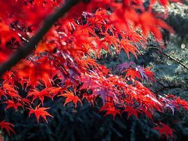 Japanese Acer by Mr White Takes Pictures