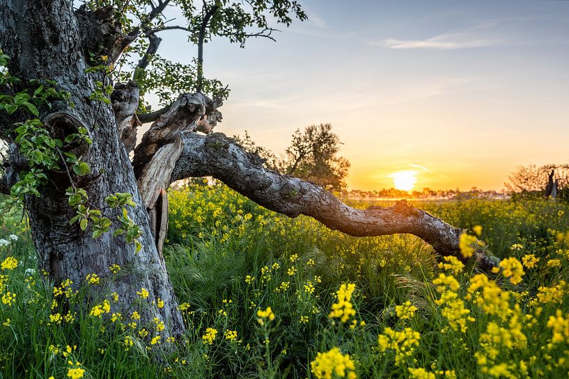 Spring is here van Eddy Reynecke