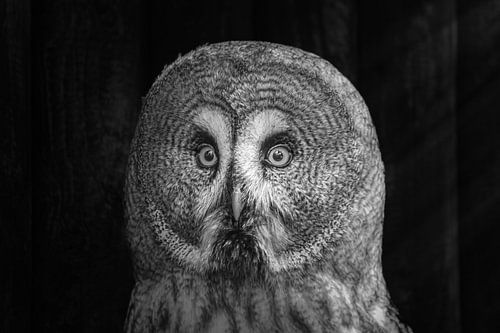 Imposing sight of the Lapland owl.