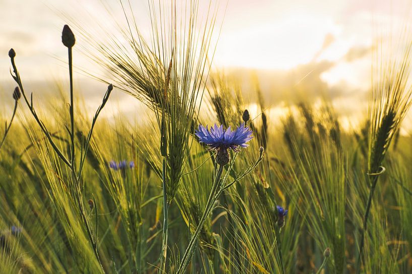 blaue Kornblume in einem Kornfeld. von Martin Köbsch