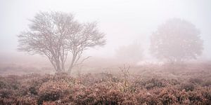 Nebel im Moor mit Schafen.