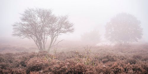 Mist op de heide met schapen.