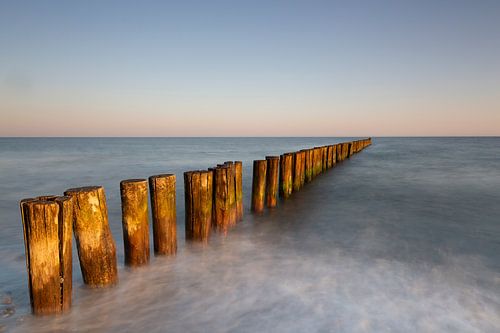 Epi au bord de la mer Baltique