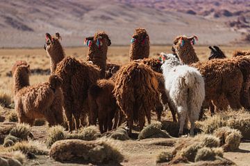 Lamas in Bolvia by Daniël Schonewille