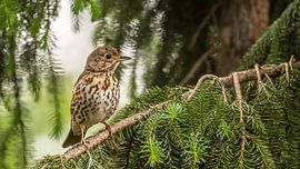 Lijster by Henk Roosing