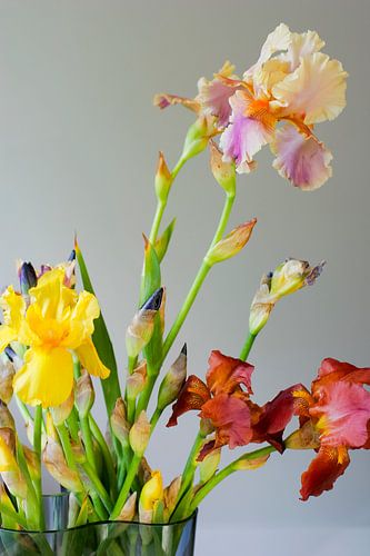 Vrolijke irissen in moderne glazen vaas