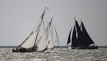 Black and white Lemsteraken