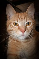 Roter Kater