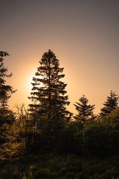 Silhouette d'un arbre dans les High Fens