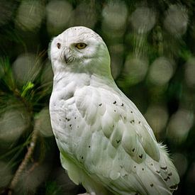 The snowy owl by Denise Vlieland