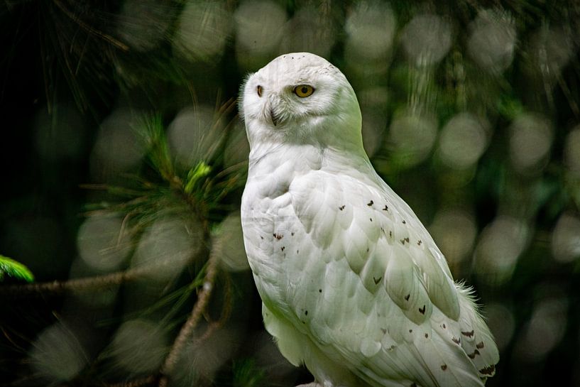 The snowy owl by Denise Vlieland