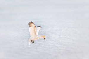 Jan van Gent  sur Ingrid Van Damme fotografie