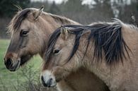 Konik paarden op natuurgebied Lentevreugd van Dirk van Egmond thumbnail