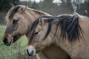 Konik-Pferde im Naturschutzgebiet Lentevreugd
