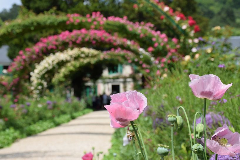 Monet's garden by Ingrid de Vos - Boom