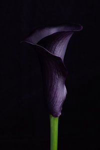 Dignité, symbolique de la couleur des fleurs