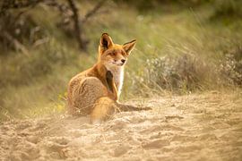 Fuchs (Vulpes) von Wouter Van der Zwan
