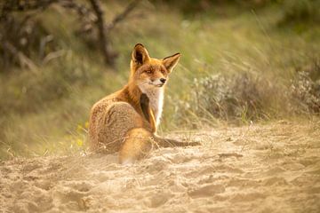 Fox (vulpes) by Wouter Van der Zwan