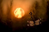Bandheidelibel bei Sonnenaufgang von Erik Veldkamp Miniaturansicht