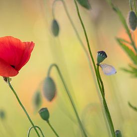 Dame in Rot. von Patricia de Gruiter