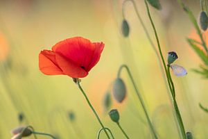 Lady in Red van Patricia de Gruiter