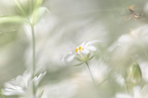 Fleurs blanches, grand mur 2