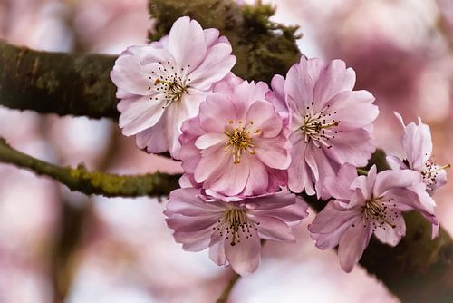 Fleurs de cerisier vintage en rose