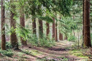 Stiller Waldweg