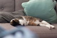 Slapende kat